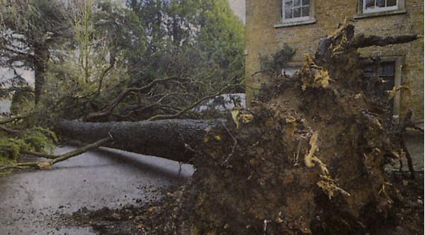 Fallen tree at Abington Museum on 18th January 2007.